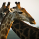 Illustration for article titled What Are Those Pom-Pom Things On A Giraffes Head?